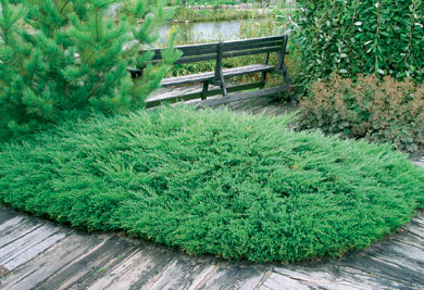 можжевельник горизонтальный Принц Уэльский juniperus horisontalis Princa of Wales